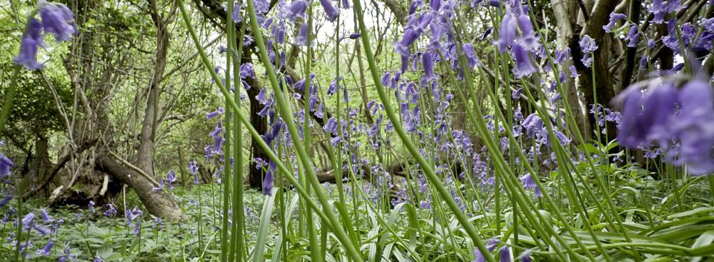 Bluebells