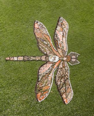 EastleighDragonFlyEastleighDragonFlyCopyrightRodVarley