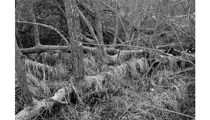 EvolvingTreeonthewaytoMile2